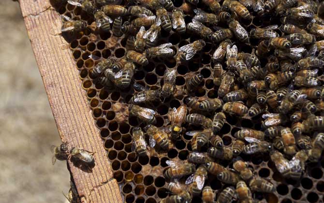 一框蜂怎樣繁殖快?管理是關鍵,管理好了一框蜂也能快速繁殖! 養蜂