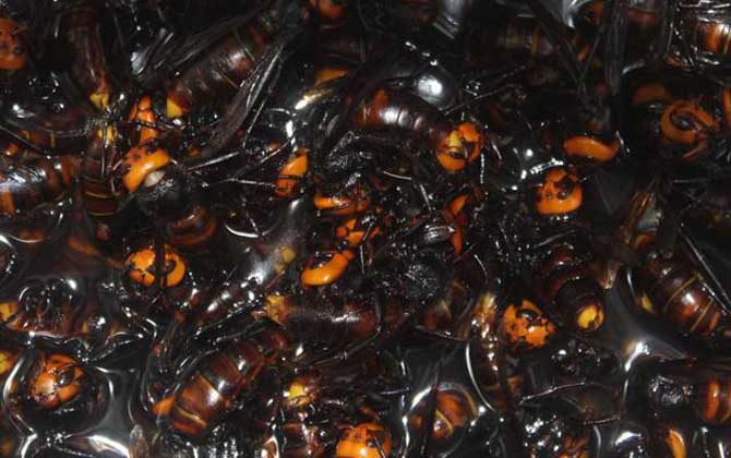 馬蜂泡酒喝死人是真的嗎?的確是真的,長期過量飲用可致人死亡! 馬蜂泡酒