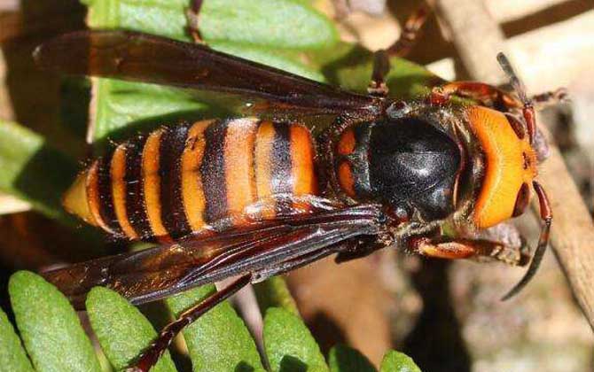 虎頭蜂蟄了找不到刺怎么辦?不必擔心,虎頭蜂蟄人一般不會有刺! 虎頭蜂