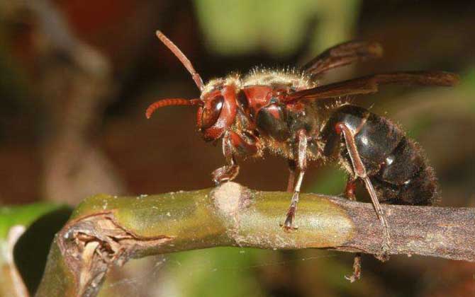 虎頭蜂一只多少錢?一般2~5元一只,但很少有人會買活虎頭蜂! 虎頭蜂