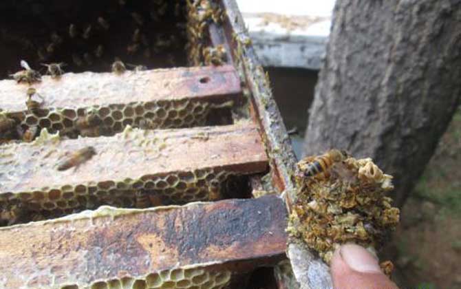 原始塊狀蜂膠的食用方法,不建議直接食用,容易重金屬中毒! 蜂膠