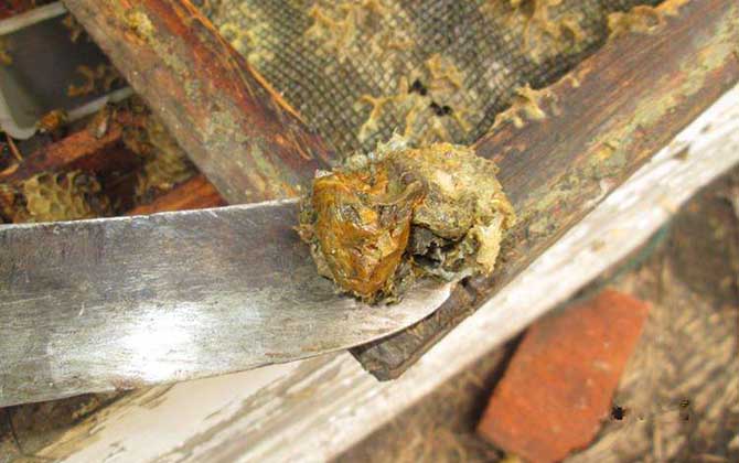 原始塊狀蜂膠的食用方法,不建議直接食用,容易重金屬中毒! 蜂膠