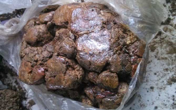 原始塊狀蜂膠的食用方法,不建議直接食用,容易重金屬中毒! 蜂膠