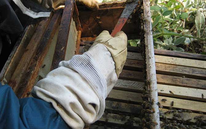 蜂膠傷肝是怎么回事?正確服用能保肝,食用不當反而損傷肝臟! 蜂膠