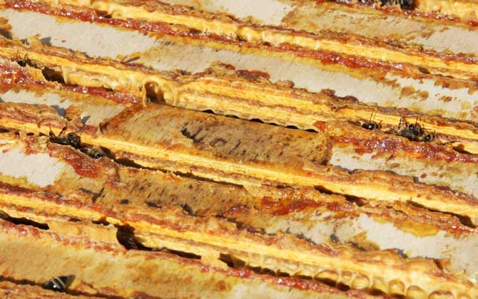 蜂膠在蜂巢里的圖片及位置,覆蓋和覆布上最多,箱體內壁也有! 蜂膠