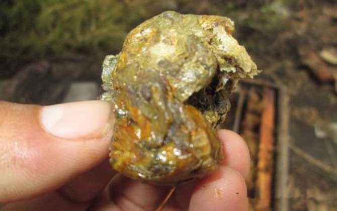 沒加工的蜂膠怎么吃?不建議食用,吃沒加工的蜂膠容易中毒! 蜂膠