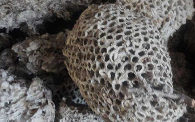 蜂房怎樣吃不會中毒?蜂房有小毒,必須在醫生的指導下服用! 蜂房