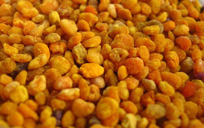 花粉怎么吃減肥效果好?必須要適量食用,還要注意禁忌人群! 花粉