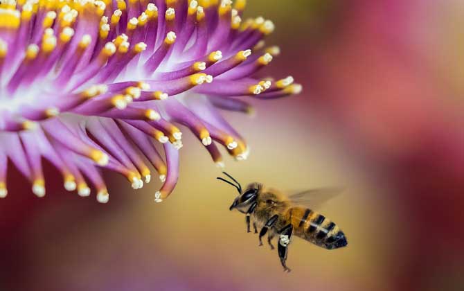 蜂毒能殺死癌細胞嗎?目前尚無定論,但蜂毒的確能防癌、抗癌! 蜂毒