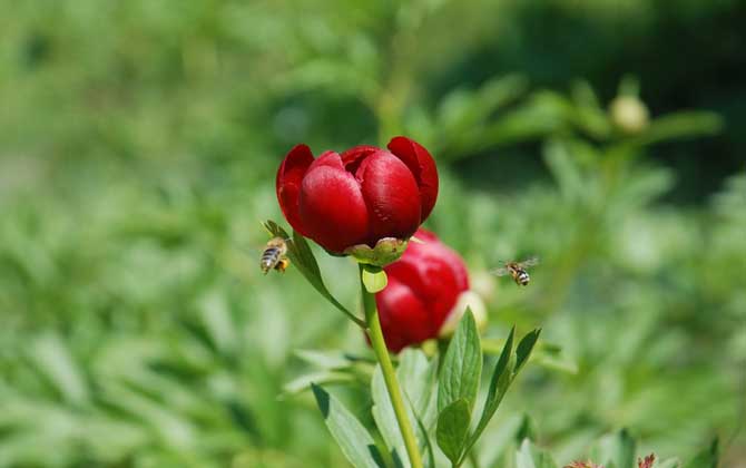 蜂毒能殺死癌細胞嗎?目前尚無定論,但蜂毒的確能防癌、抗癌! 蜂毒