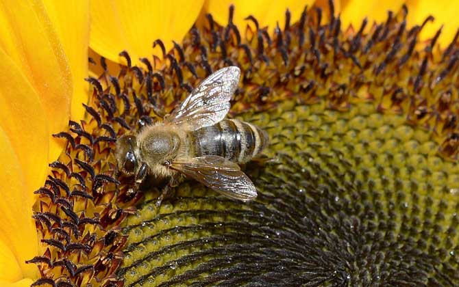 蜂毒能殺死癌細胞嗎?目前尚無定論,但蜂毒的確能防癌、抗癌! 蜂毒
