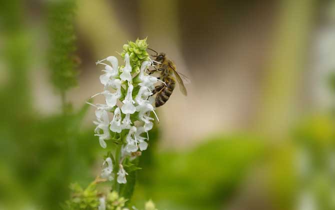 蜂毒療法是騙局嗎?不是騙局,但必須由醫(yī)生或?qū)I(yè)人士操作! 蜂毒