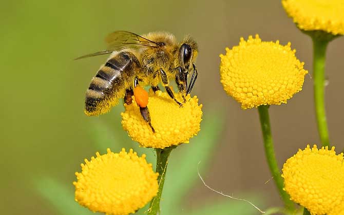 蜂毒療法是騙局嗎?不是騙局,但必須由醫(yī)生或?qū)I(yè)人士操作! 蜂毒