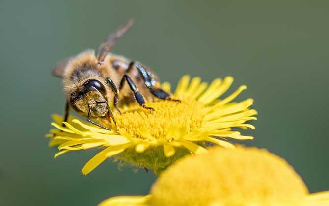 蜂毒會(huì)在體內(nèi)滯留多久?時(shí)間因人而異,但一般不超過3~4天! 蜂毒