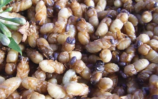 蜂蛹一次吃幾個最好?沒有具體的個數(shù),但絕對不能過量食用! 蜂蛹