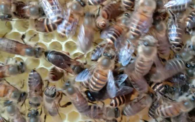 中蜂各個品種蜂王排名,沒有最好的蜂王,只有最合適的蜂王! 蜂王