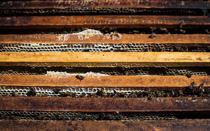 新手如何養蜜蜂?養蜂是個技術活,新手要養好蜜蜂并不簡單! 養蜂