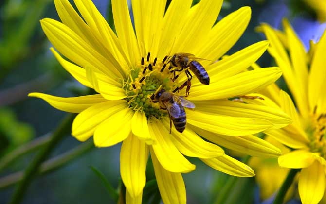 蜜蜂的初步認識 蜜蜂