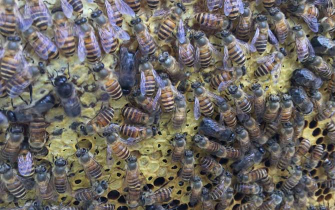 養(yǎng)中蜂還是養(yǎng)意蜂好? 中蜂