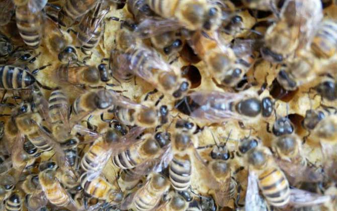 養(yǎng)中蜂還是養(yǎng)意蜂好? 中蜂