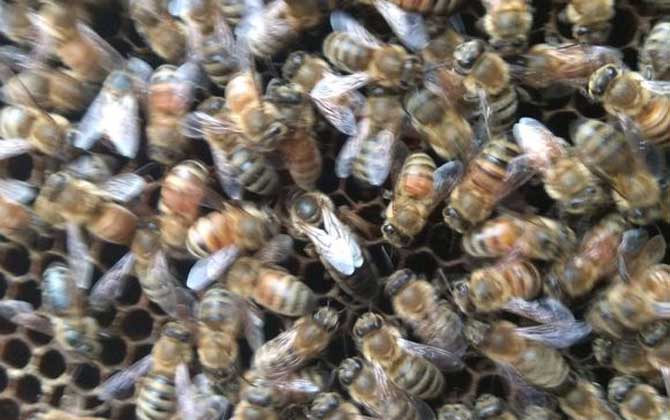 養(yǎng)中蜂還是養(yǎng)意蜂好? 意蜂