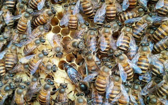 蜜蜂養殖要哪些條件? 蜜蜂養殖