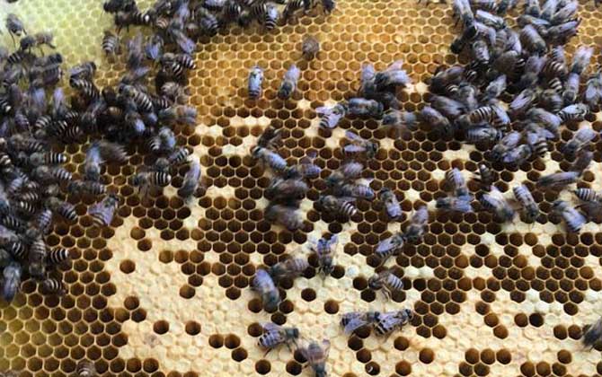 蜜蜂養殖要哪些條件? 蜜蜂養殖