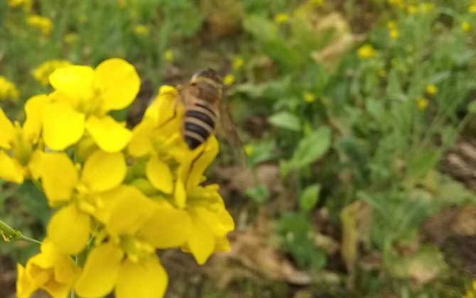 蜜蜂是怎樣采蜜的? 蜜蜂采蜜