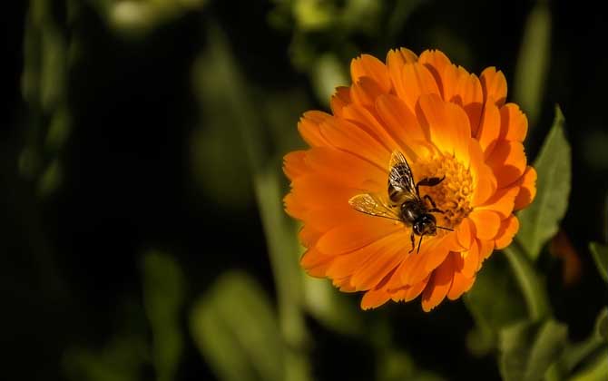 工蜂有哪些特點(diǎn)和作用? 工蜂