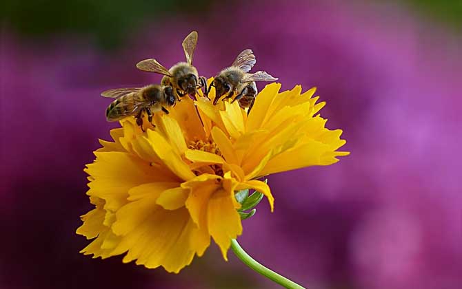 工蜂有哪些特點(diǎn)和作用? 工蜂