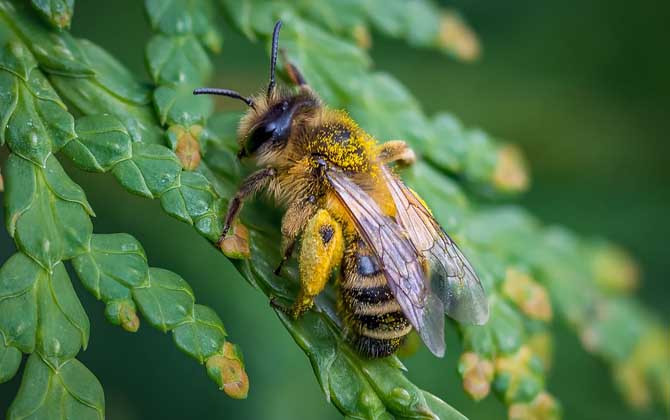 工蜂有哪些特點(diǎn)和作用? 工蜂