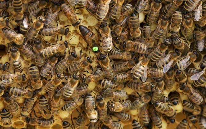 蜂王有哪些特點和作用? 蜂王