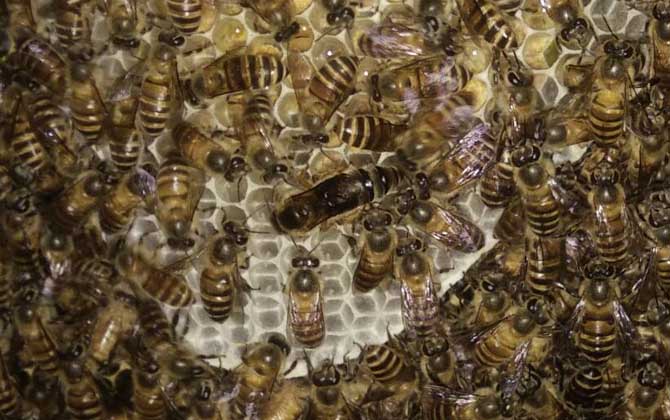 蜜蜂自然分蜂會(huì)往哪飛? 自然分蜂