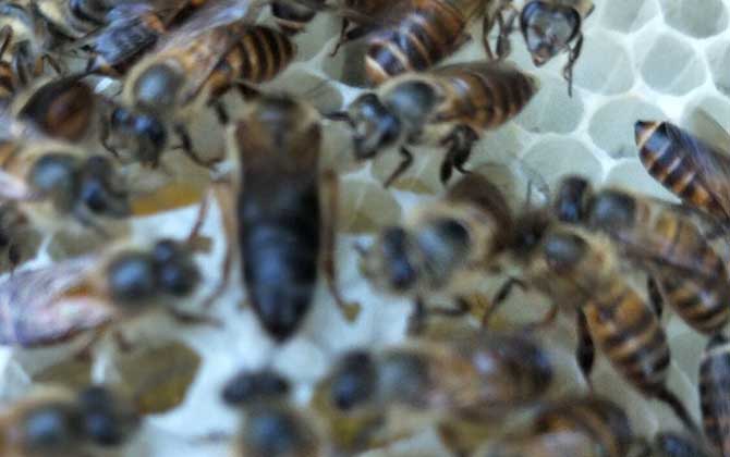 蜜蜂什么時候自然分蜂? 自然分蜂