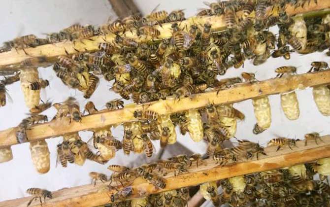 怎樣人工培育蜂王? 人工育王