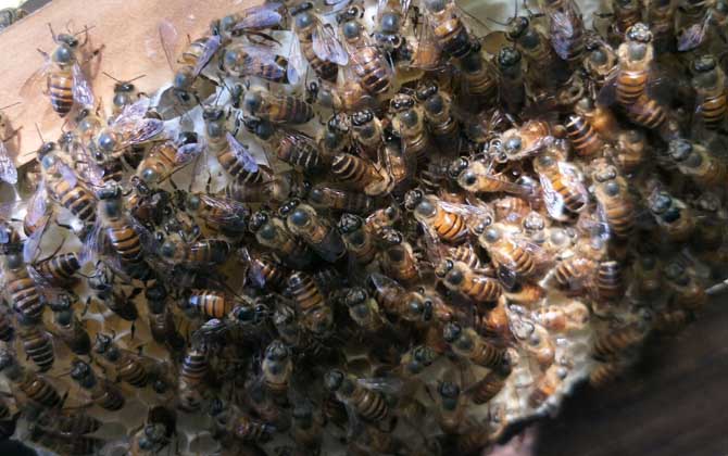 蜜蜂換王的簡單方法 換王