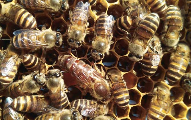 養蜂換王有什么好處? 換王