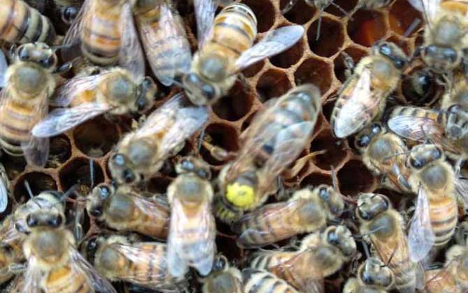 養蜂換王有什么好處? 換王