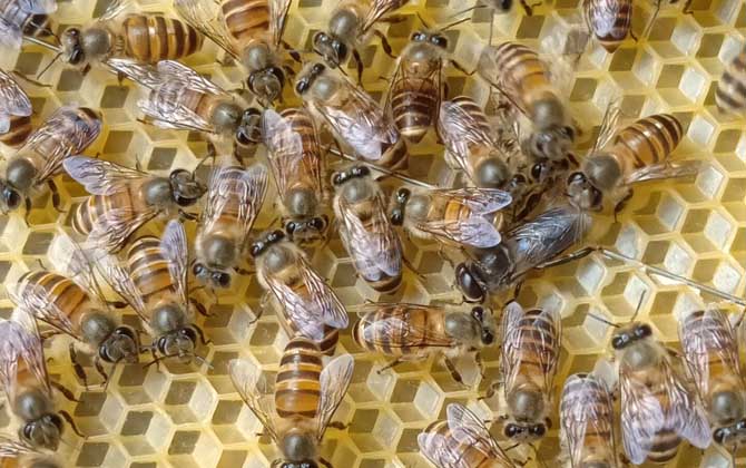 養蜂換王有什么好處? 換王