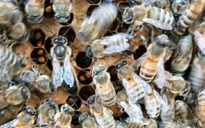 養蜂如何解除分蜂熱? 解除分蜂熱