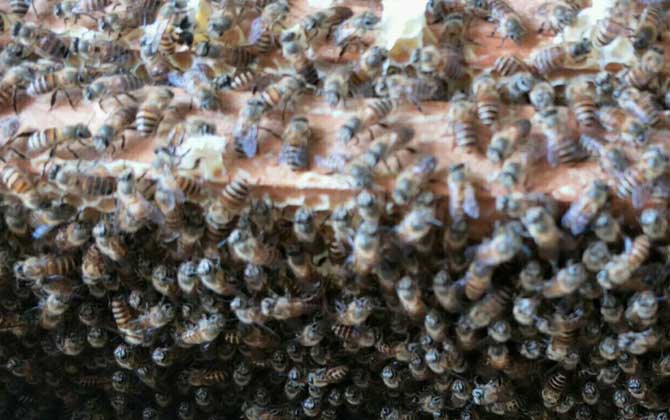 養蜂如何解除分蜂熱? 解除分蜂熱