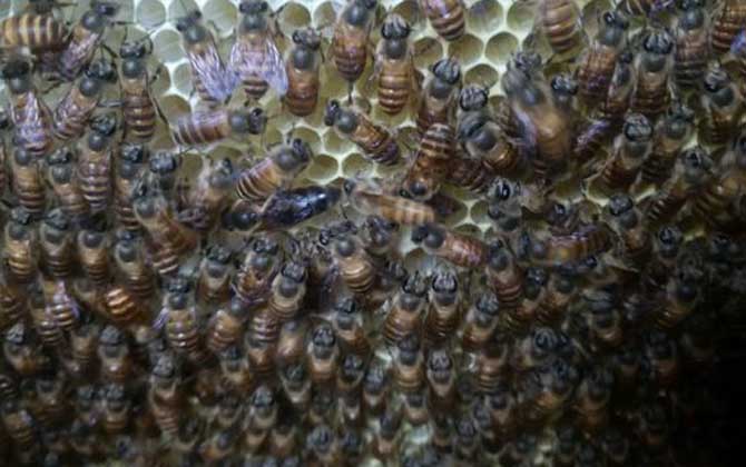 蜂群怎么合并不打架? 蜂群合并
