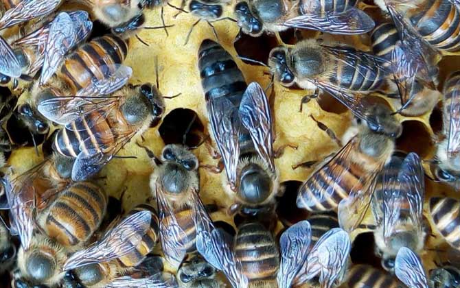 蜜蜂分蜂后如何處理? 分蜂