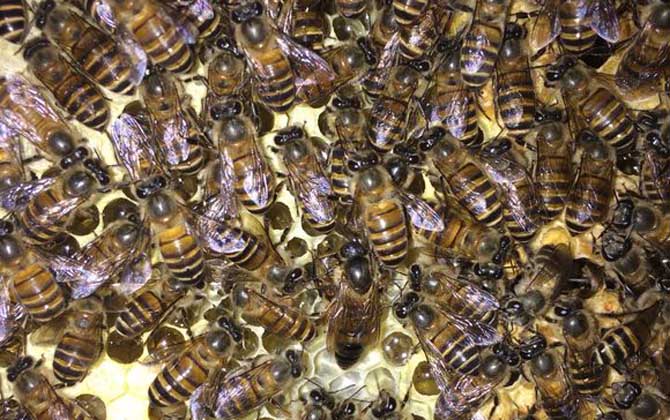 蜜蜂有王臺怎么辦? 蜜蜂王臺