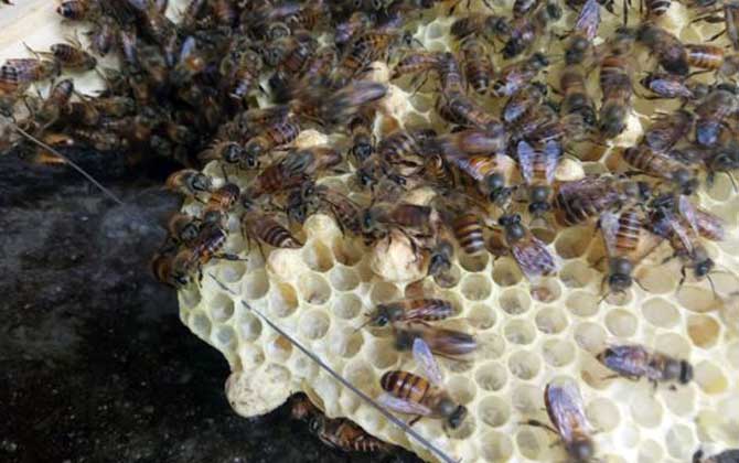 蜜蜂有王臺怎么辦? 蜜蜂王臺