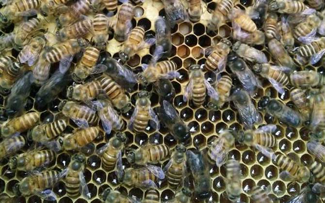 工蜂產卵的處理方法 工蜂產卵