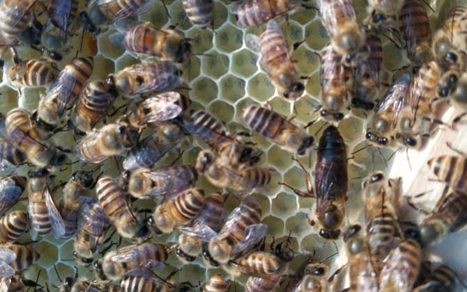 怎樣介王最容易成功? 介王