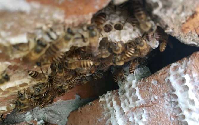 蜜蜂秋季養殖管理技術 蜜蜂秋季養殖
