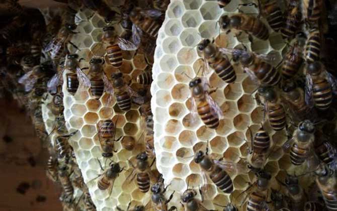 夏季養(yǎng)蜂如何防暑降溫? 夏季養(yǎng)蜂