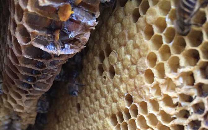 夏季養(yǎng)蜂如何防暑降溫? 夏季養(yǎng)蜂